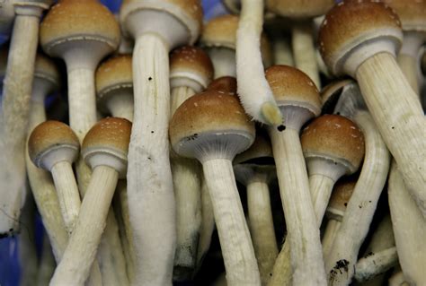 Magic Mushroom Bust Unearths Ties to Organized Crime